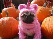 «Забавная история»