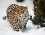 Леопарды могут изчезнуть в Приморье