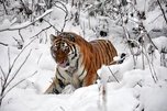 Под Уссурийском появился конфликтный тигр