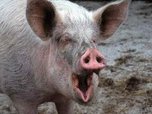 Африканская чума свиней в УГО не должна пройти!
