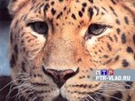 В Уссурийской тайге  на одного леопарда стало  меньше  