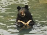 Гималайских медведей из Уссурийска в ближайшие дни выпустят в тайгу 