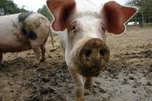 Китайскими сливами кормят свиней в Уссурийске