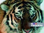 Раненый тигр был найден утром в понедельник на трассе Раздольное-Хасан