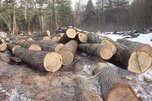 Браконьеры вырубили 150 деревьев на сумму 1 млн рублей под Уссурийском