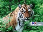 Амурских  тигров Уссурийского  заповедника ждут новые радиоошейники.  Видеорепортаж Елены Щедриной