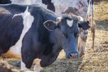 Крупную партию коровьих шкур арестовали в Уссурийске