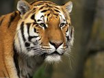Кости амурского тигра нашли в квартире жителя Уссурийска