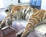 Из-за голода тигр напал на человека