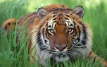 Раненого тигра прооперировали в Уссурийске