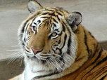 Состоялась международная конференция по проблемам сохранения амурского тигра