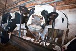 В Уссурийске увеличился валовый надой молока