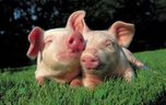 Уссурийская ферма пускала в оборот свинину неподтвержденной безопасности