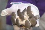 Уникальную технологию выращивания грибов используют в селе Новоникольске
