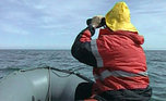 Коммерсанты из Уссурийска и КНР ответят в суде за контрабанду морского гребешка