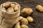 Аграрии Приморья убрали почти 230 гектаров картофеля