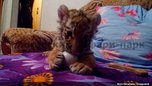 Спасенного тигренка в сафари-парке Приморья назвали Шерханом