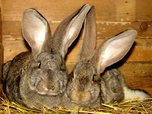 В  селе под Уссурийском сосед украл домашних кроликов у пенсионерки