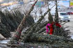 26 ёлочных базаров откроется в Уссурийске в середине декабря