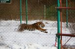 Конфликтного тигра намерены изъять из дикой природы в Приморье
