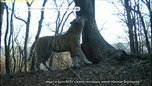 Тигра, похищавшего собак с погранзаставы, поймали специалисты в Уссурийске