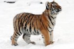 Власти и ученые Приморья опровергли данные о массовом нашествии тигров
