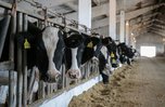 195 коров голштинской породы прибыли в Приморье