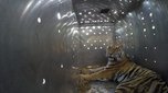 Тигры, выловленные в Уссурийском районе, обживаются в заповеднике Приамурья