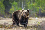 Медведь напал на охотника в лесу под Уссурийском