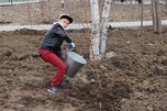 «Сад Памяти»: более 300 деревьев и кустарников посадили в Уссурийске в рамках Всероссийской акции