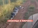 Видео с гигантской анакондой в Приморье напугало людей 