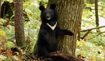 Эй, Мишка! Жители Приморья повстречали гималайского медведя в лесу