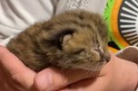 «Маму, вероятно, убили»: крошечного дальневосточного котенка спасают в Приморье