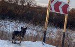 Уссурийские волонтеры спасли жизнь замерзающей у дороги собаке