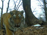 В Приморье полиция возбудила уголовное дело о незаконной добыче амурского тигра