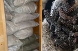 ФСБ России достала 2 тонны моллюсков из-под обшивки дома