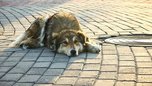 Стерилизовать и отпустить: как в Уссурийске решают проблему с бездомными животными