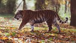 Амурский тигр сбит локомотивом в Хабаровском крае