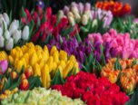 Ярмарка цветов начнет работать в Уссурийске с 5 марта
