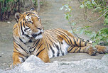 Тигры в Уссурийском заповеднике - под наблюдением спутника