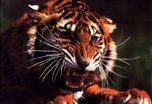 Амурский тигр напал на охотника в Приморье: мужчина получил ранения, хищник  убит
