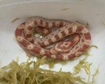 Питается голыми мышами: дружелюбную змею продают в Уссурийске