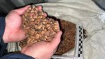 В Приморье контрабанда 20-ти тонн кедрового ореха пресечена таможенниками из Уссурийска