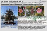 Елочка из Каменушки участвует во Всероссийском конкурсе «Ёлки России»