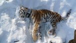Отчего в тайге погибла молодая тигрица. Комментарии специалистов РАН
