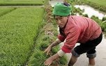 В Приморье китайские овощеводы продолжают портить сельскохозяйственные земли