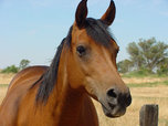 В Приморском крае лошадь откусила мужчине ухо