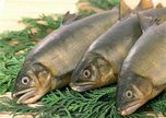 Импортную рыбу в Приморье продолжают проверять на радиацию