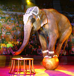 Реконструкция уссурийского цирка завершится к 2013 году