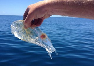 Salpa Maggiore - прозрачная рыба